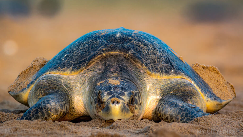 Olive Ridley Tagging For Research Begins After Almost 25 Years In ...