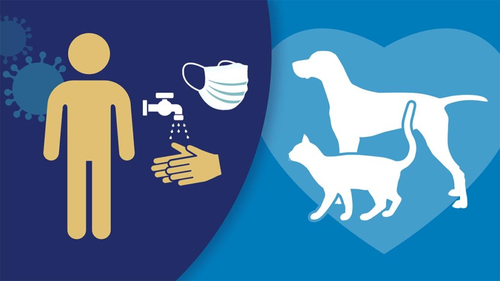 Common Zoonotic Diseases And Basic Dos And Don’ts - My City Links